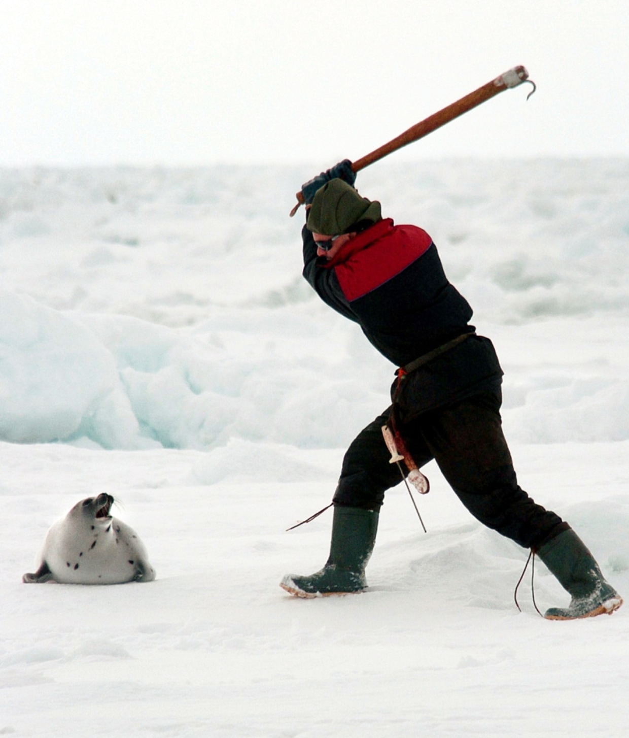 040414_seal_hunt_vlrg_7a.jpg