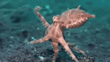 138108B0-0EB3-4DDD-8177-B50D0C1B6659.gif