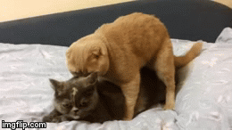 7C301A9B-AA22-42EA-8CD9-33721B68D442.gif