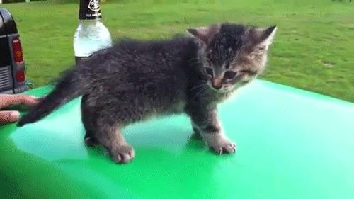 A8818B8B-BC60-4180-B2AB-B52B5C3862AE.gif