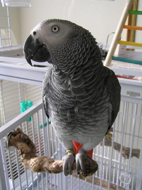 Alex the African Grey Parrot.jpg