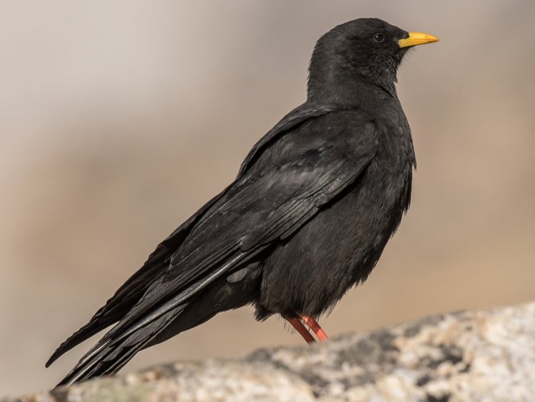 Alpine Chough.jpg