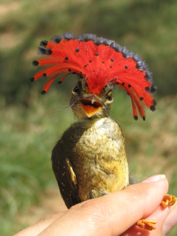 Amazonian Royal Flycatcher.jpg