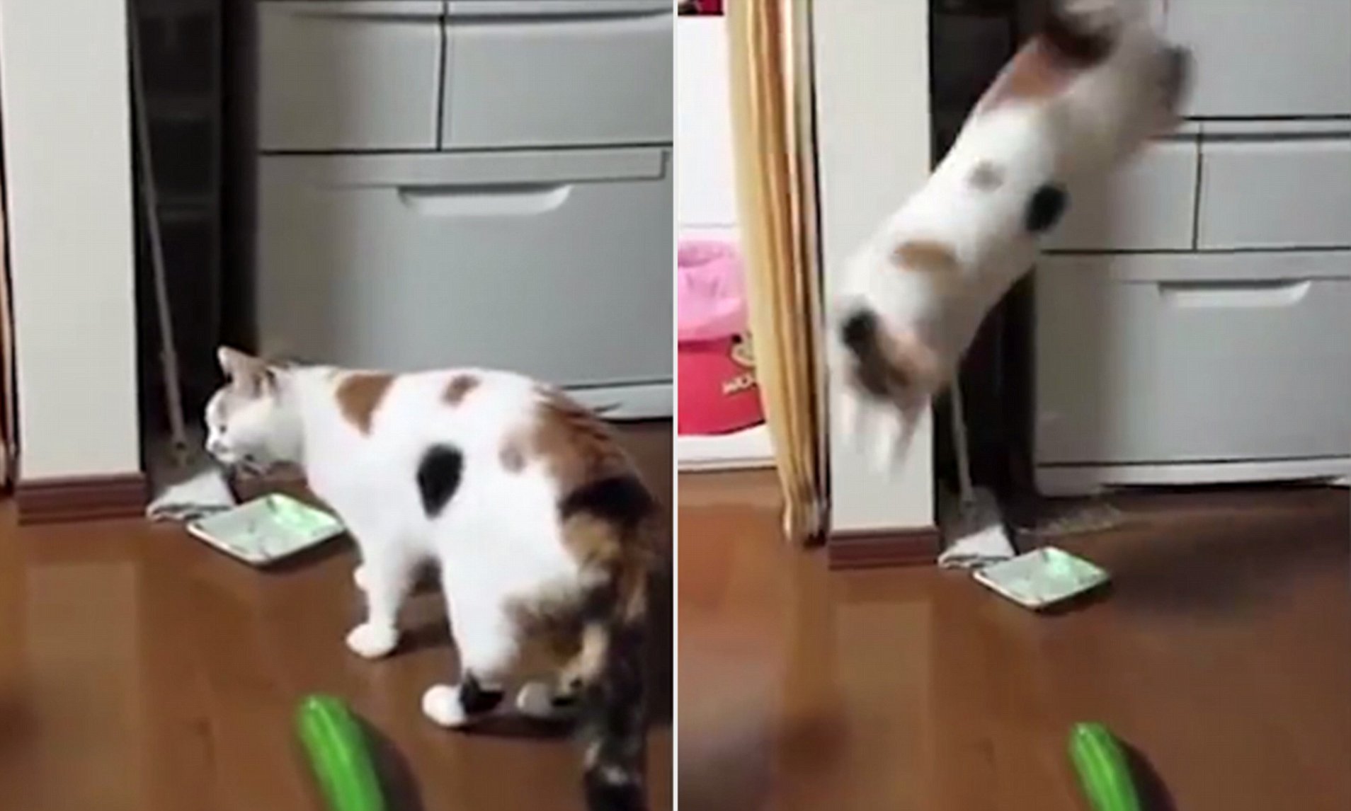 Cats vs Cucumbers.jpeg