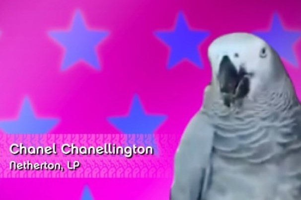 Chanel Chanellington.jpeg