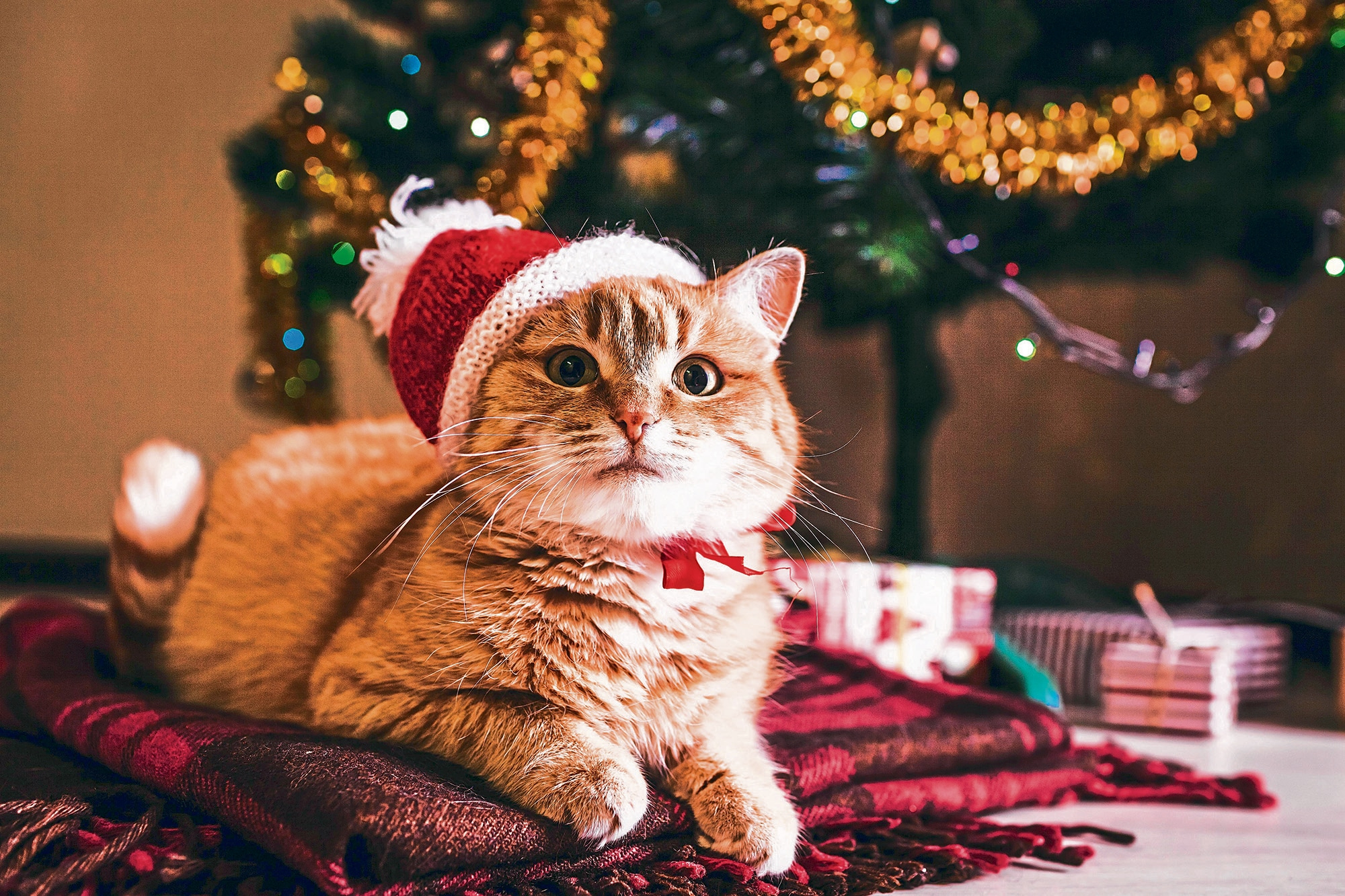 Christmas Cat.jpg
