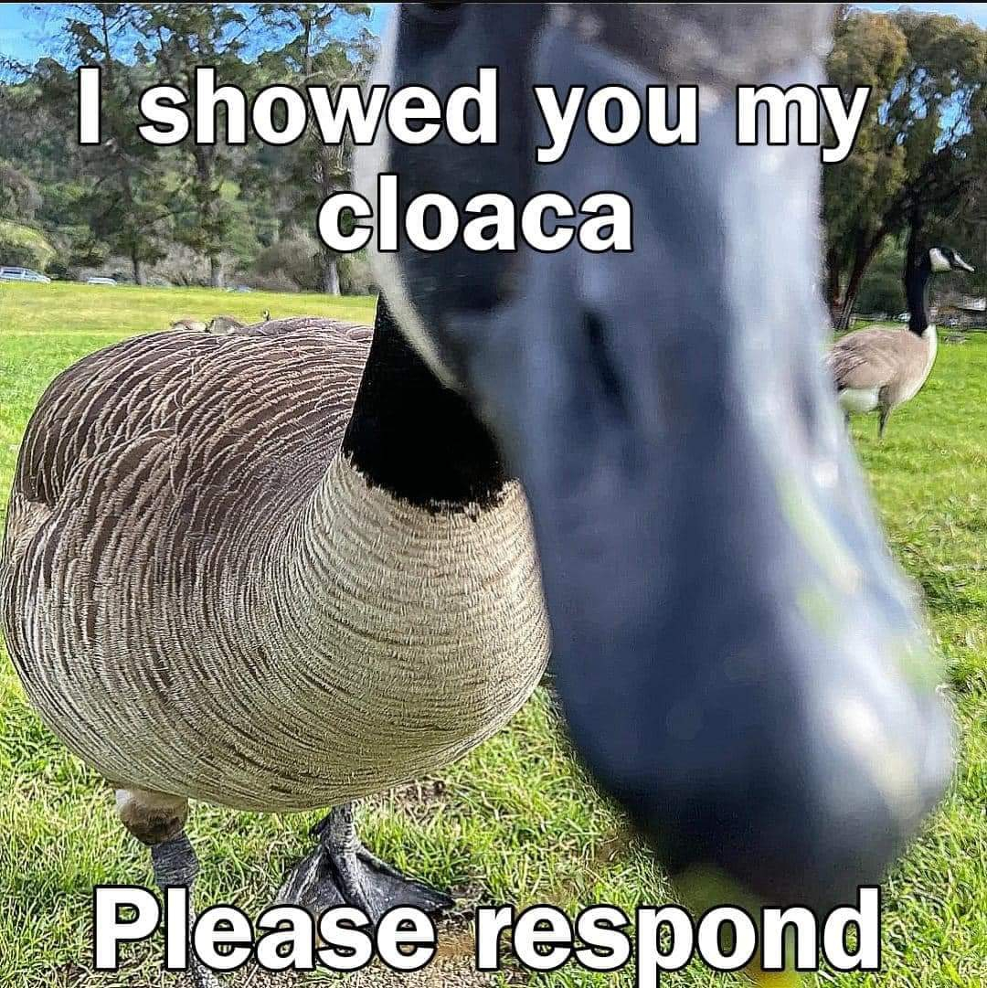 cloaca.jpg