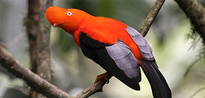 Cock-of-the-rock.jpg