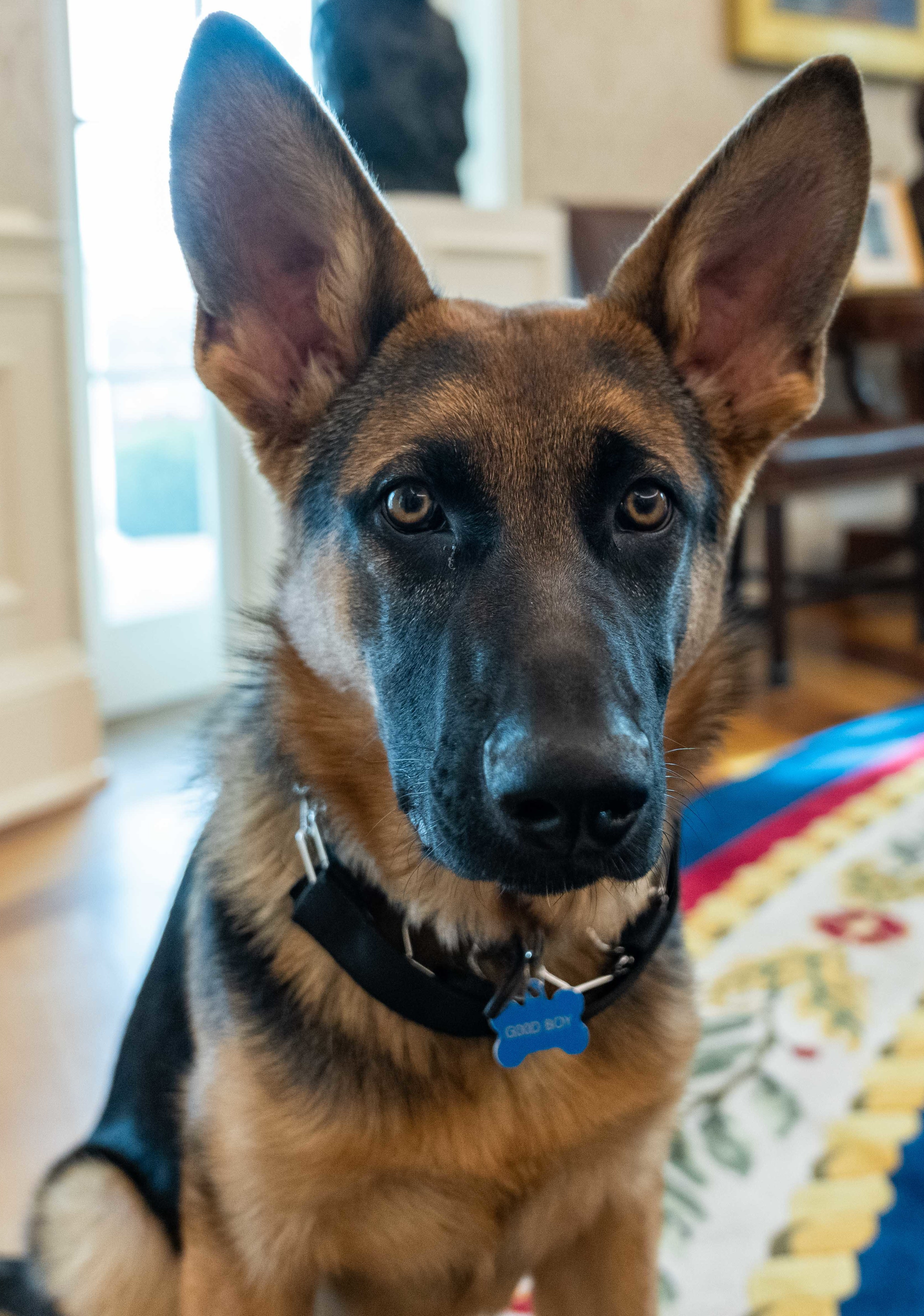 Commander_(Biden_dog)_in_February_2022.jpg