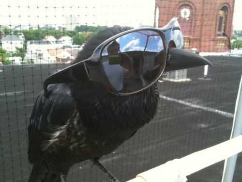 Cool Crow.jpg