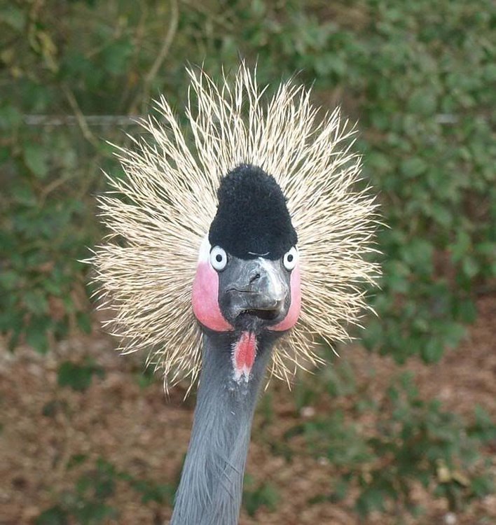 Crowned Crane.jpg