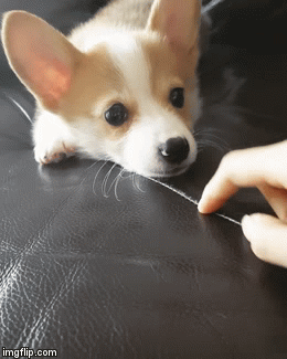 doggy.gif