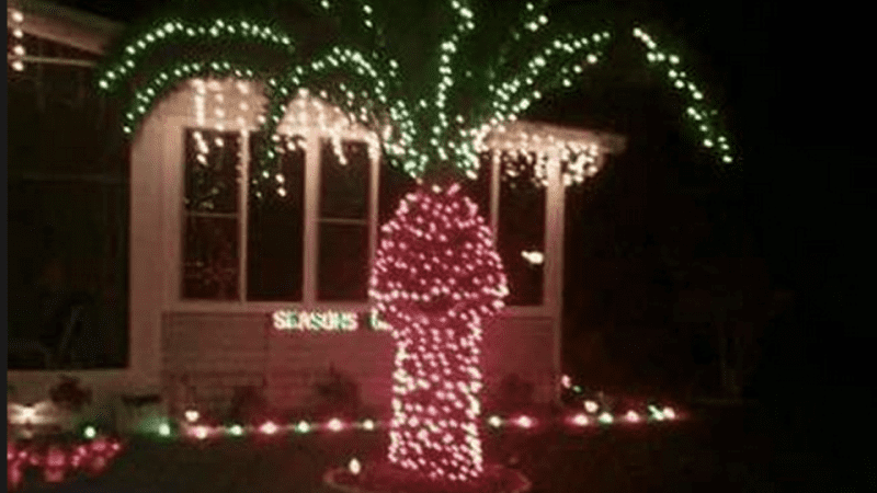 don't put christmas lights on palm trees.png