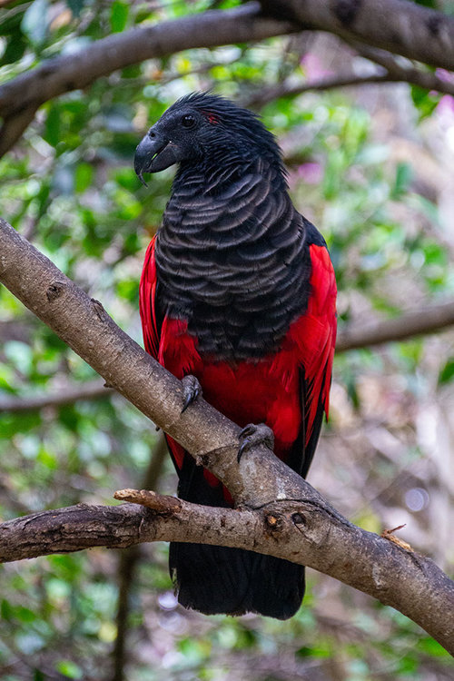 Dracula Parrot.jpg