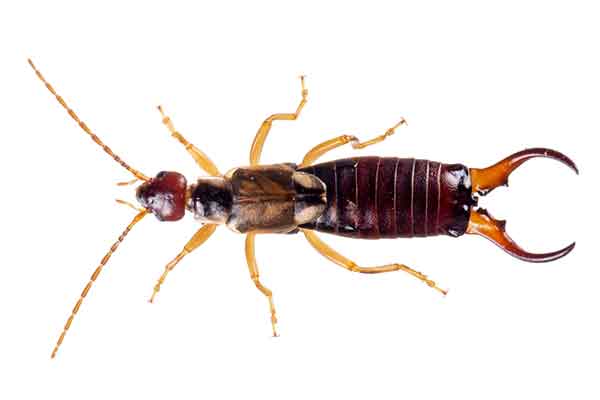earwigs-2.jpg