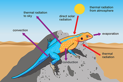 ecosystem_mooc_diagrams_fullset-03.tif.small.png