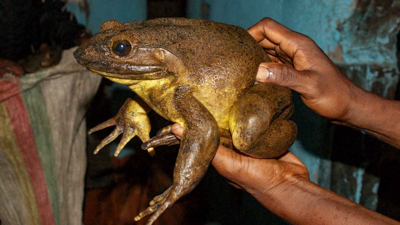 Equatorielle Guinique.jpg