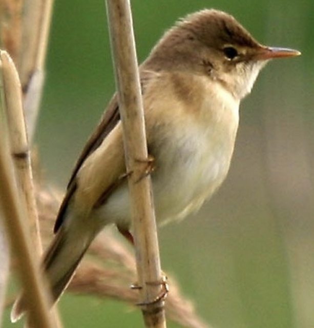 European Reed Warbler.jpg