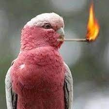 Flamin' Galah.jpg