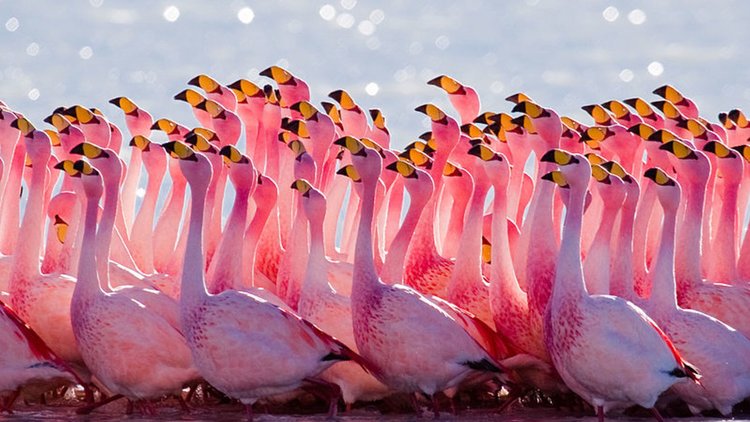 Flamingos.jpg
