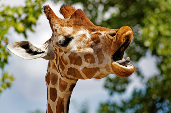 giraffe-550.jpg