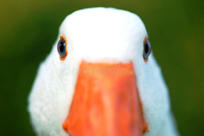 goose-eyes-5595211.jpg
