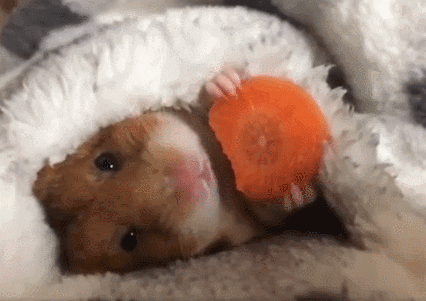 ham.gif