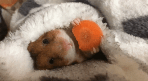 hamster.gif