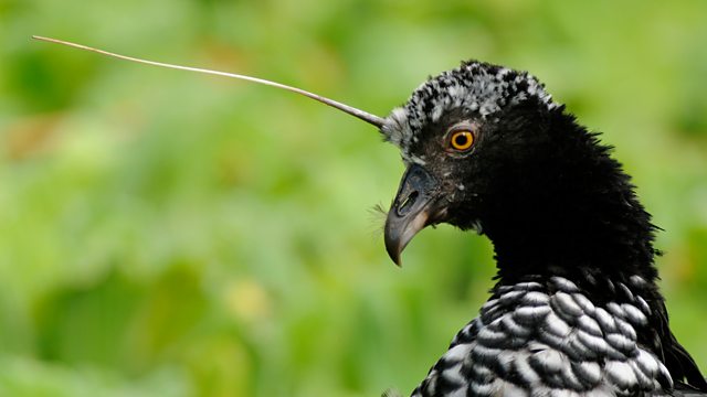 Horned Screamer.jpg
