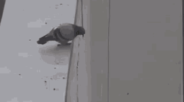 IMG_1886.gif