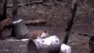 IMG_3477.gif