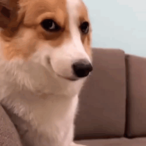 IMG_4129.gif