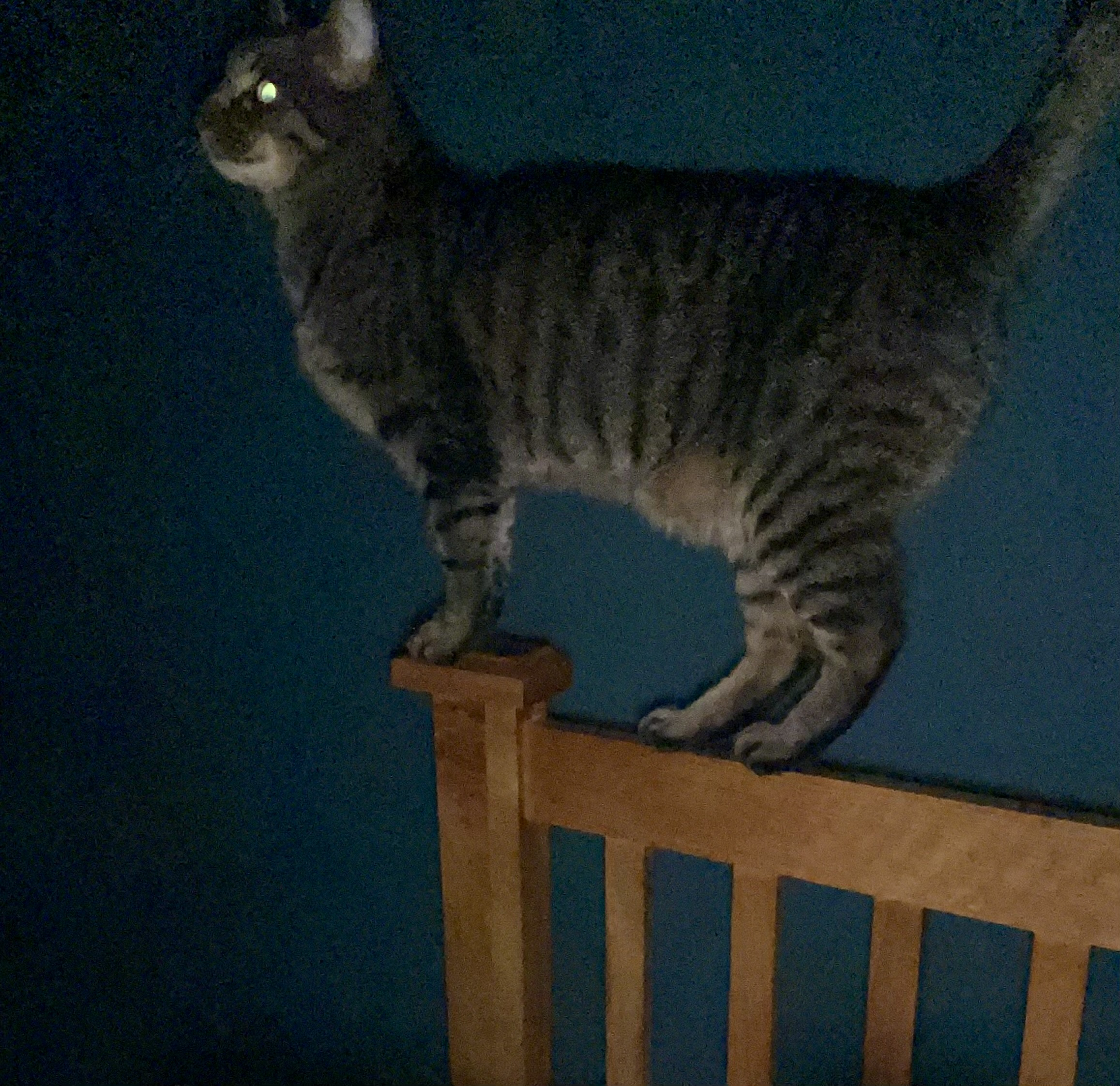 IMG_4646.jpeg