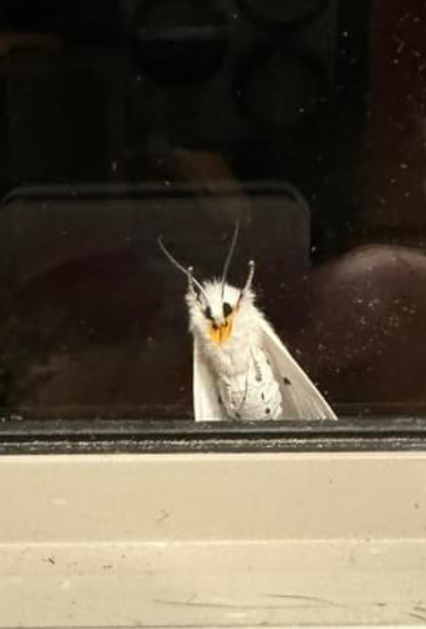 IMG_5215.jpeg