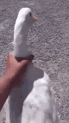 IMG_5287.gif