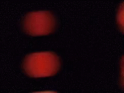 IMG_6361.gif