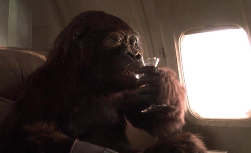 in-the-movie-congo-1995-the-gorilla-playing-amy-the-gorilla-v0-zgboxmknteld1.jpeg