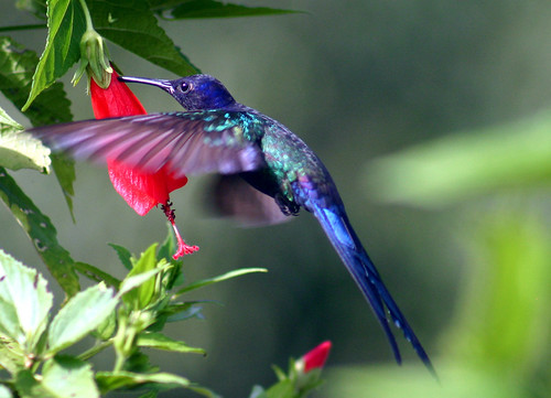 Jamaican Swallow Tailed Hummingbird.jpg