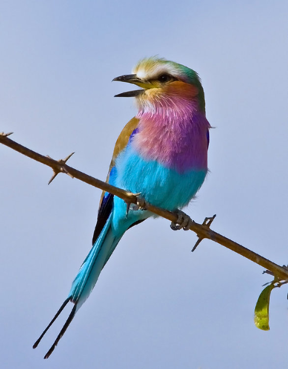 Lilac Breasted Roller.jpg
