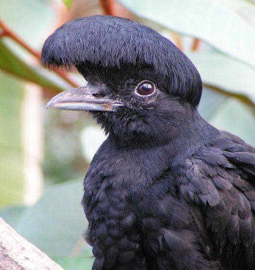 Long-wattled Umbrellabird.jpg