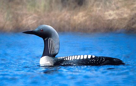 Loon.jpg