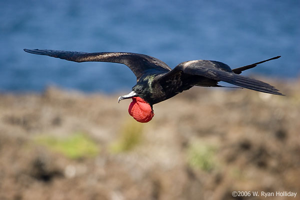 Magnificent Frigatebird.jpg