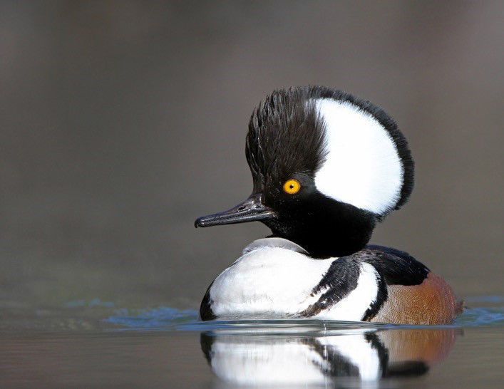 Merganser.jpg