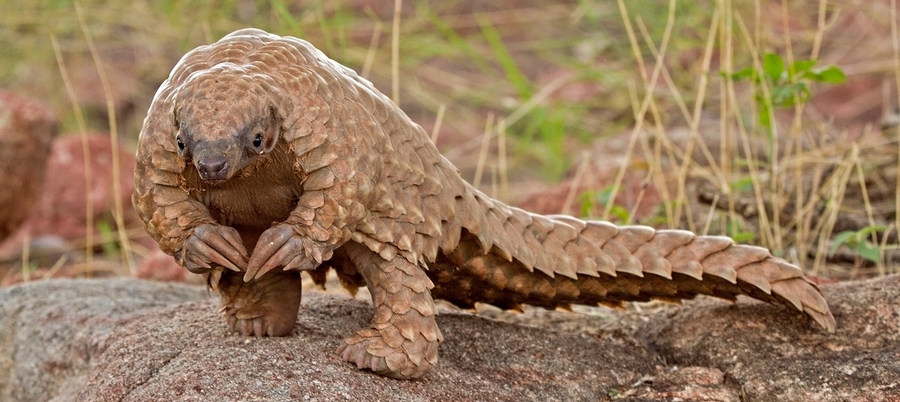 Naughty Mr Pangolin.jpg