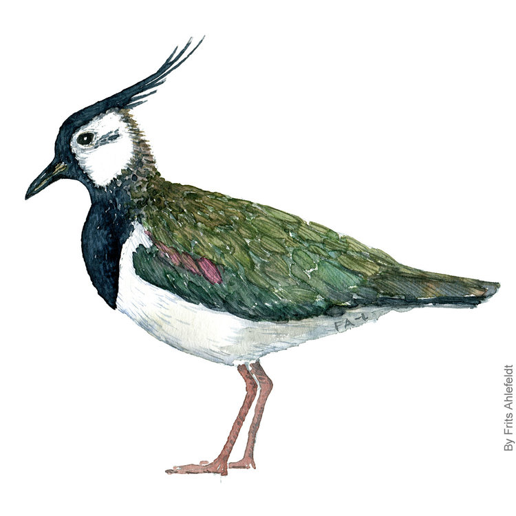 Northern Lapwing.jpg