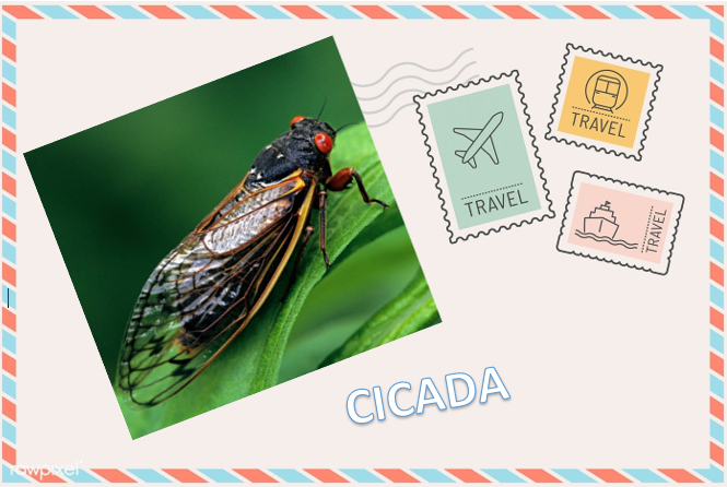 P - CICADA.PNG