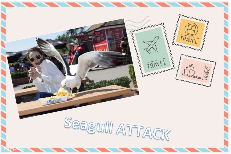 P - Seagull ATTACK.PNG
