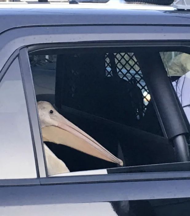 pelican.jpeg