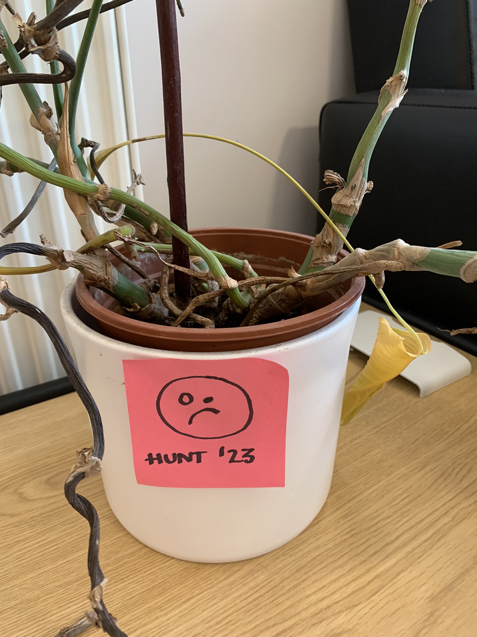plant.jpeg