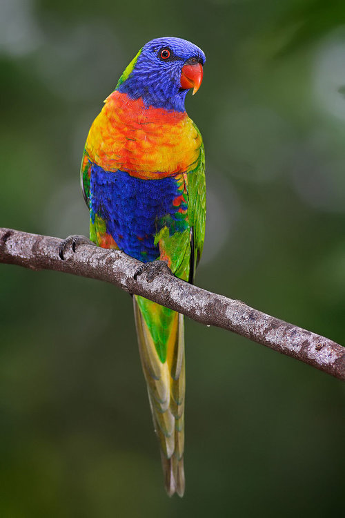 Rainbow Lorikeet.jpg